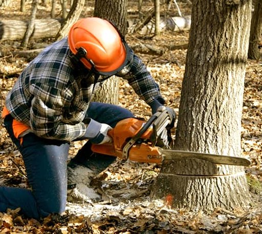 Tree Removal in Nevada, TX